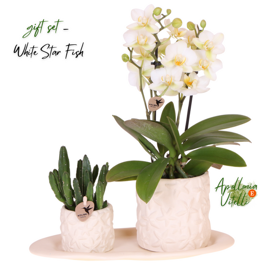 Gift Set Star Fish small | Witte Phalaenopsis Orchidee Lausanne en Succulent incl. keramieken sierpotten op wit organisch dienblad