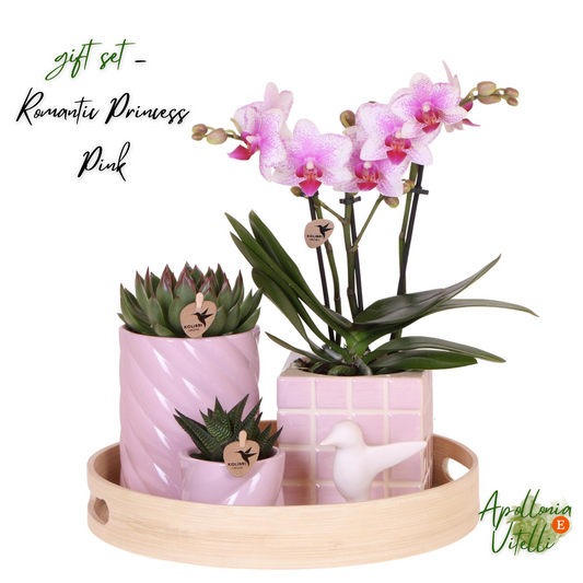 Gift set Colourful Optimism | Plantenset met roze Phalaenopsis Orchidee en Succulenten incl. keramieken sierpotten