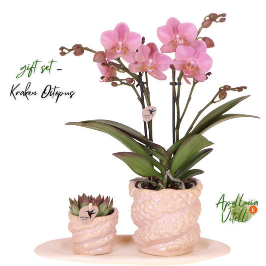 Gift set Octopus Pink small | Groene plant met oudroze Phalaenopsis orchidee in Octopus pink sierpotten op wit organisch dienblad