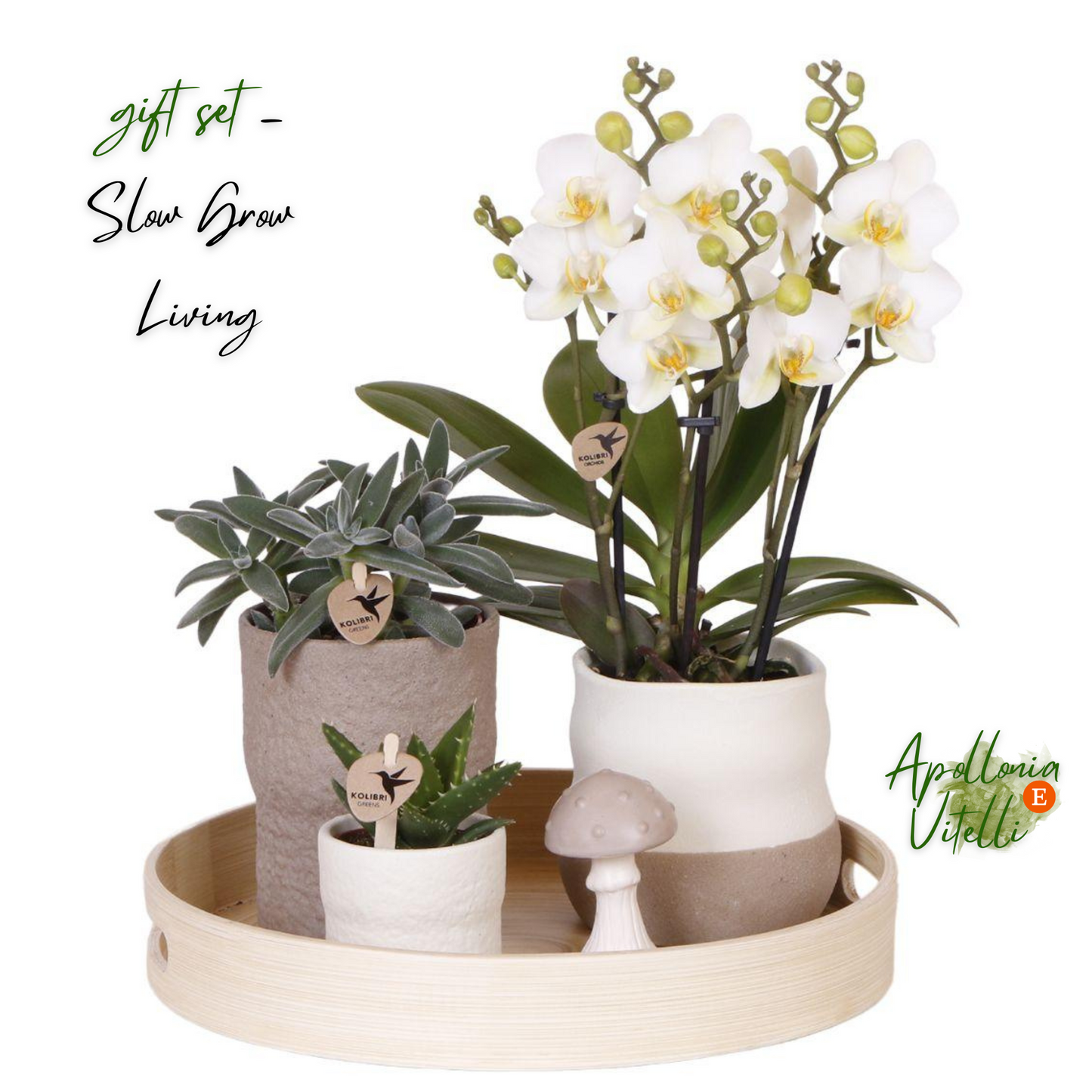 Gift Set Slow Living | Witte Phalaenopsis Orchidee Lausanne en Succulenten incl. keramieken sierpotten