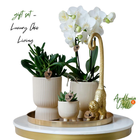 Gift set Luxury Living | Plantenset met witte Phalaenopsis Orchidee en Succulenten incl. keramieken sierpotten