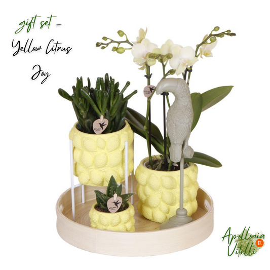 Gift set Citrus Plantenset met gele Phalaenopsis Orchidee en Succulenten incl. keramieken sierpotten