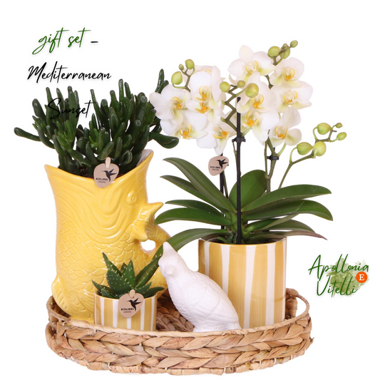 Gift set Mediterranean Sunset | Plantenset met witte Phalaenopsis Orchidee Lausanne en Succulenten incl. keramieken sierpotten