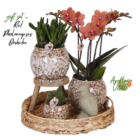 Gift set Untamed Nature | Plantenset met rode Phalaenopsis Orchidee en Succulenten incl. keramieken sierpotten