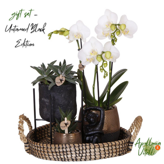 Gift set Home Hub | Plantenset met Phalaenopsis Orchidee en Succulenten incl. keramieken sierpotten