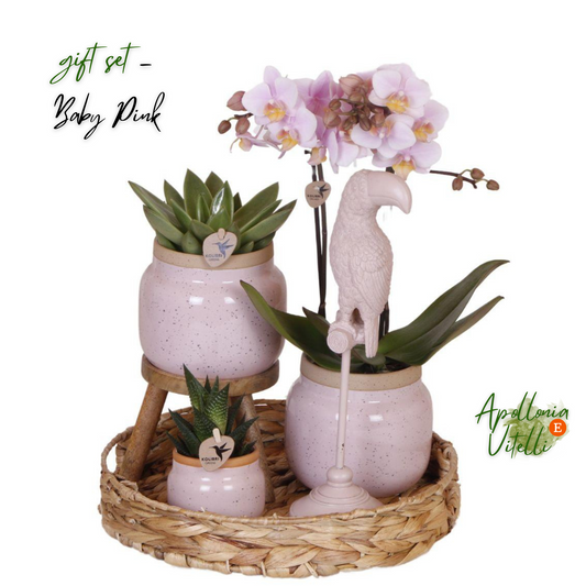 Gift set Romantic| Plantenset met roze Phalaenopsis Orchidee en Succulenten incl. keramieken sierpotten