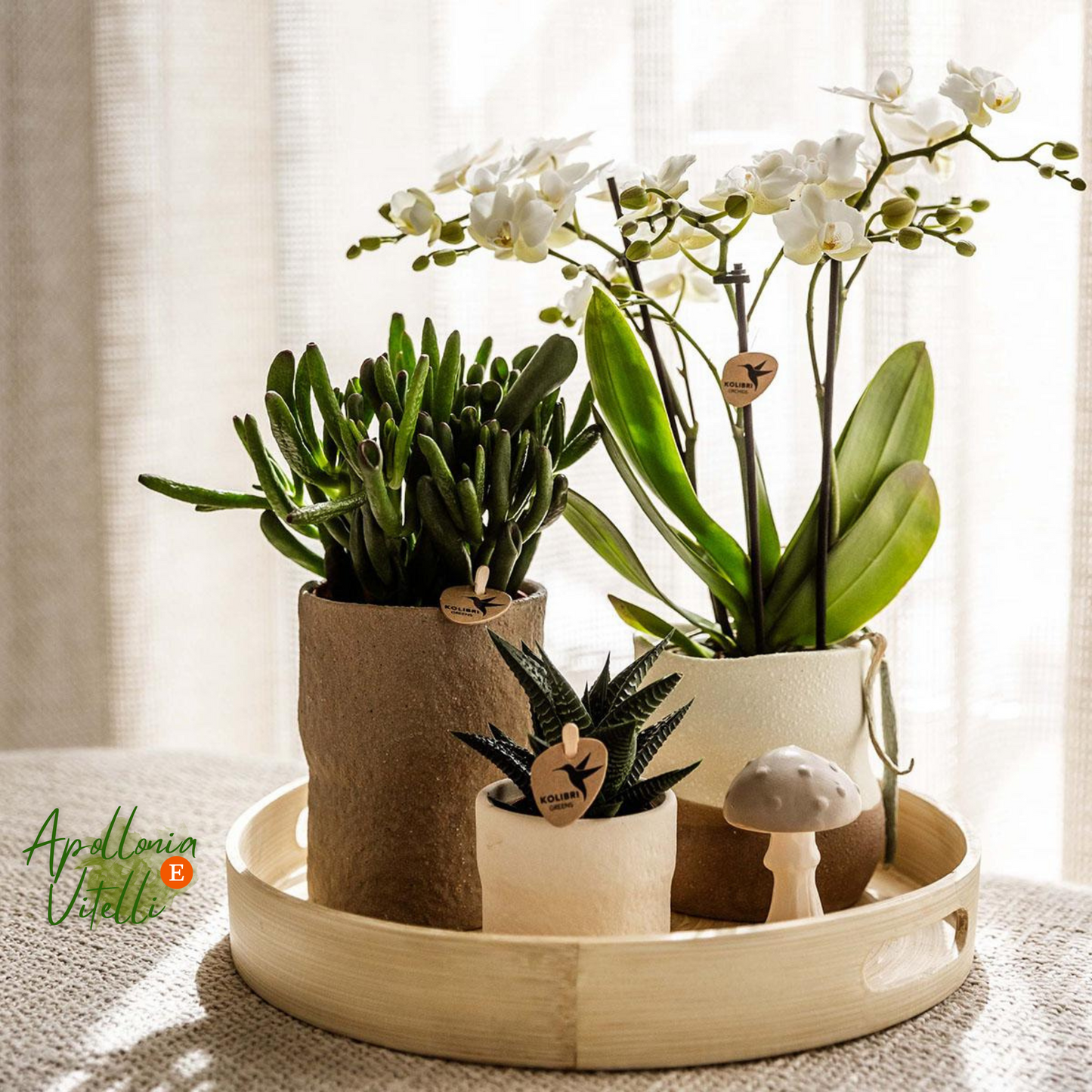 Gift Set Slow Living | Witte Phalaenopsis Orchidee Lausanne en Succulenten incl. keramieken sierpotten