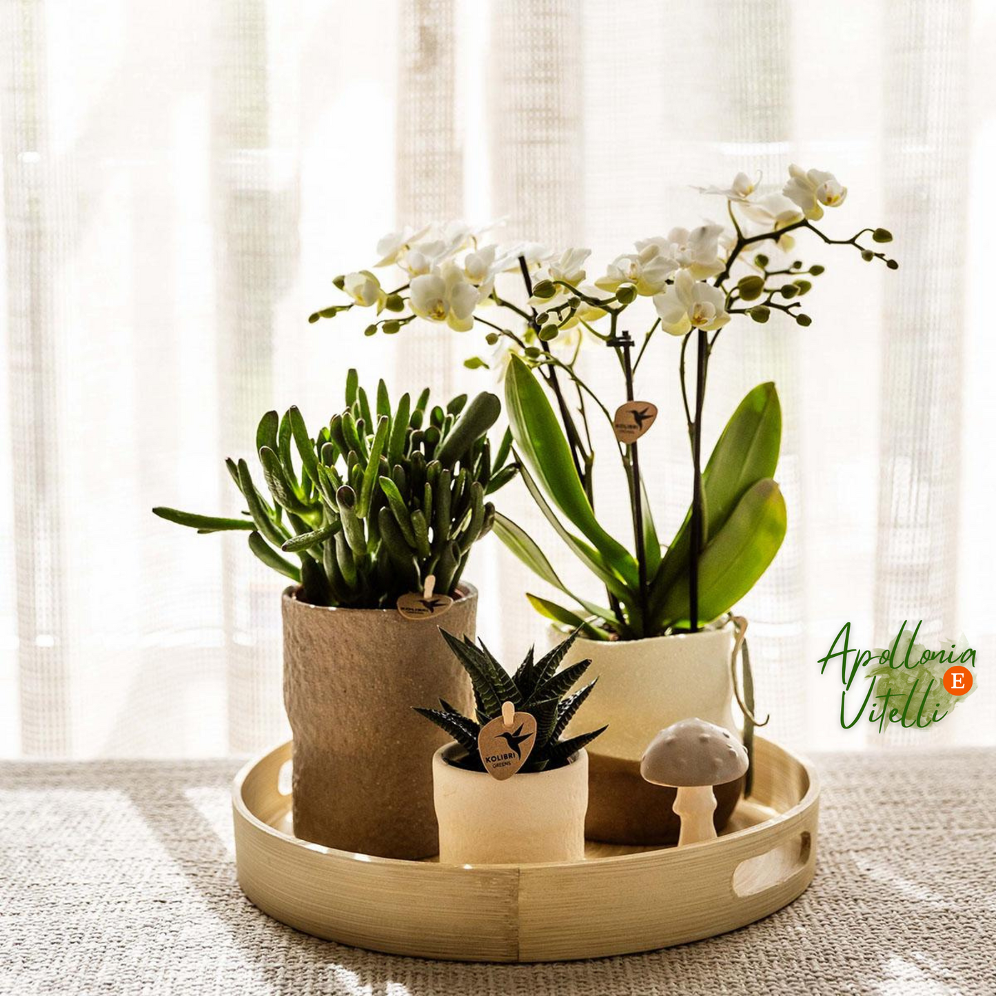 Gift Set Slow Living | Witte Phalaenopsis Orchidee Lausanne en Succulenten incl. keramieken sierpotten