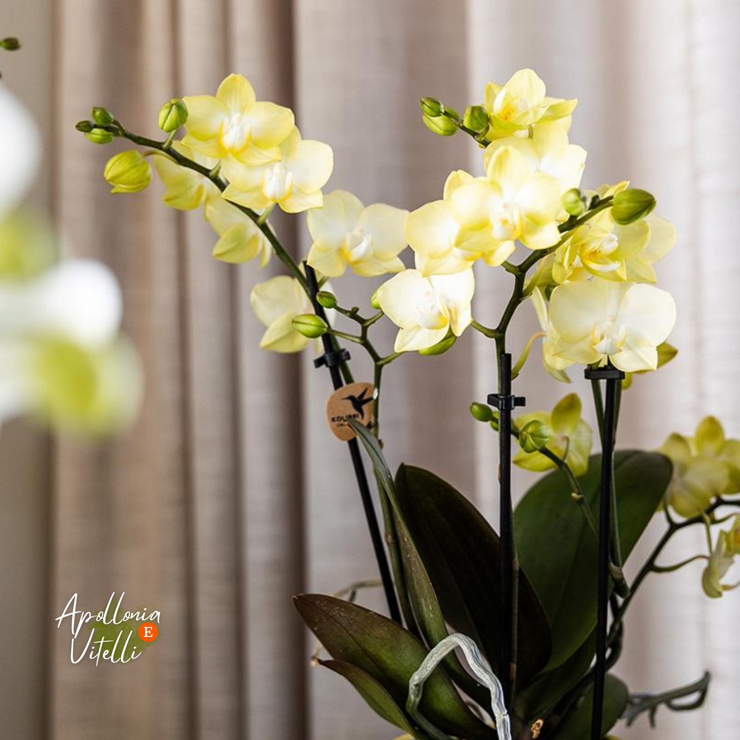 Gift set Citrus Plantenset met gele Phalaenopsis Orchidee en Succulenten incl. keramieken sierpotten