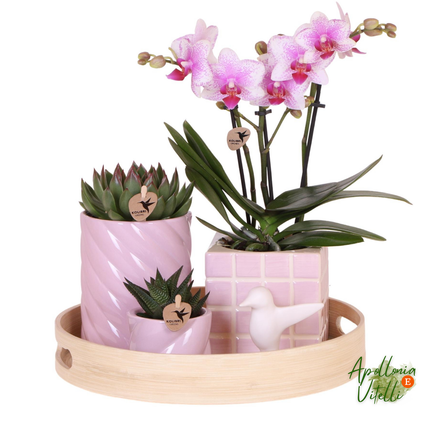 Gift set Colourful Optimism | Plantenset met roze Phalaenopsis Orchidee en Succulenten incl. keramieken sierpotten