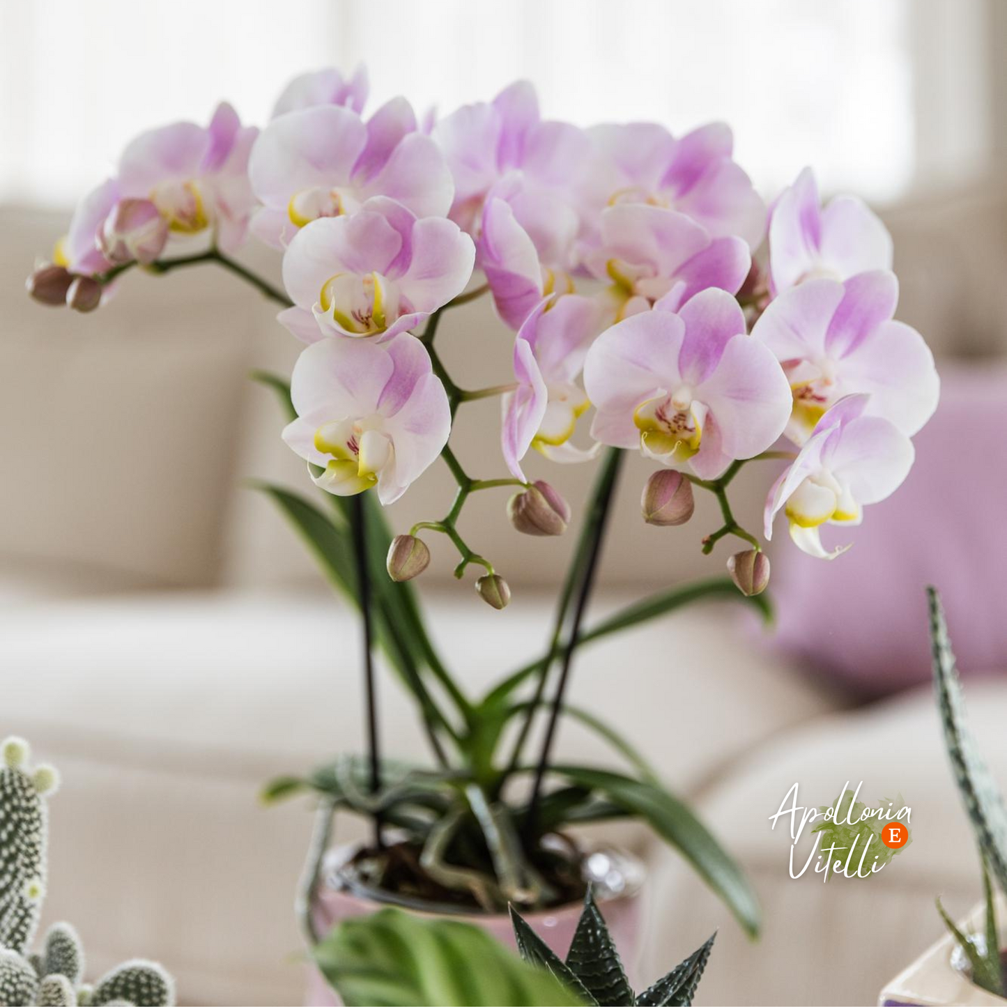 Gift set Colourful Optimism | Plantenset met roze Phalaenopsis Orchidee en Succulenten incl. keramieken sierpotten