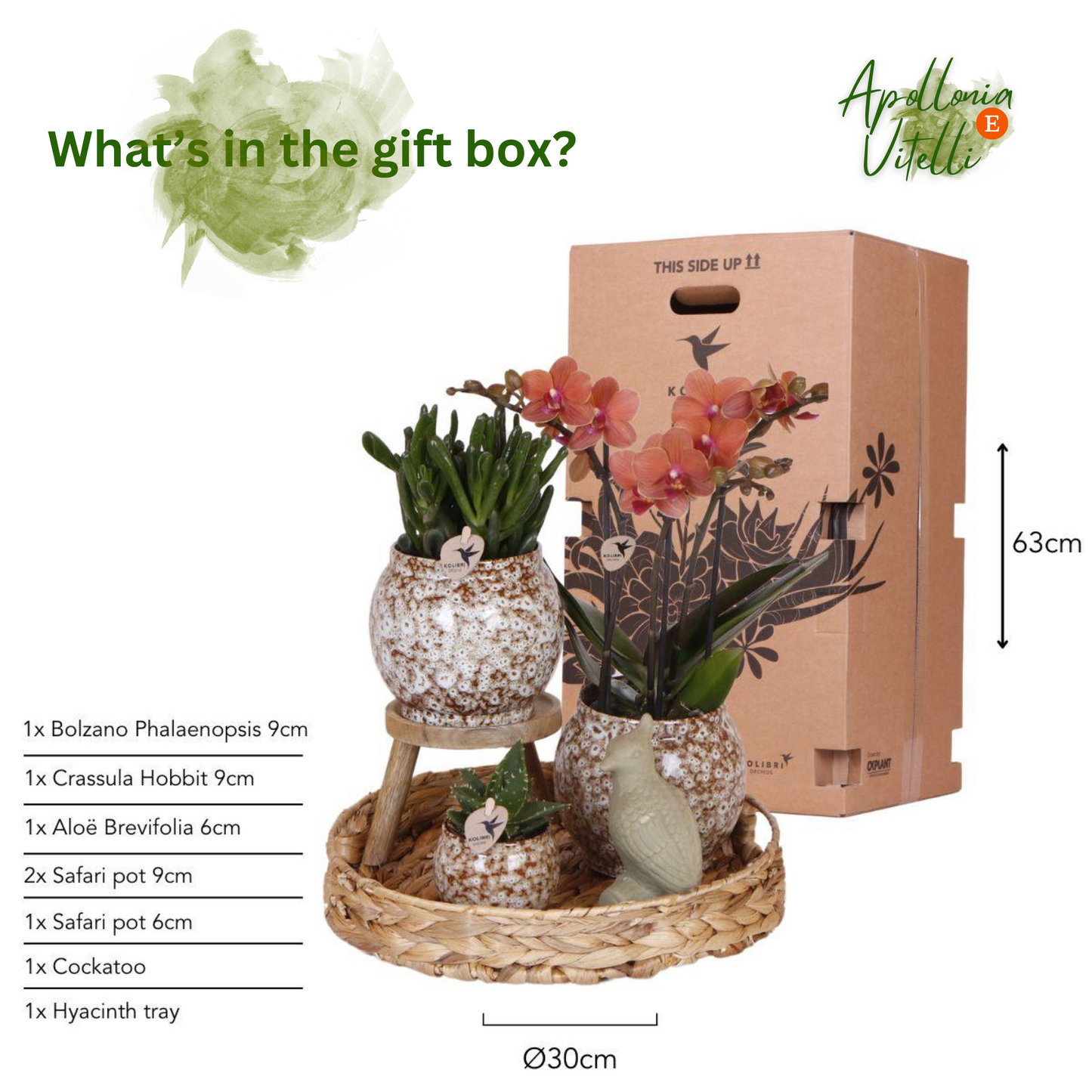 Gift set Untamed Nature | Plantenset met rode Phalaenopsis Orchidee en Succulenten incl. keramieken sierpotten