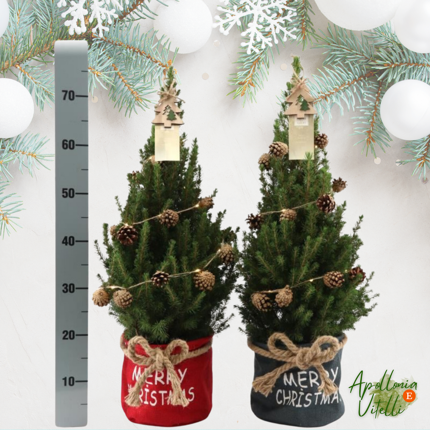 Kleine Kerstboom in Kerstmis sierpot - 70 cm - Picea Glauca Conica - Star lighting including batteries