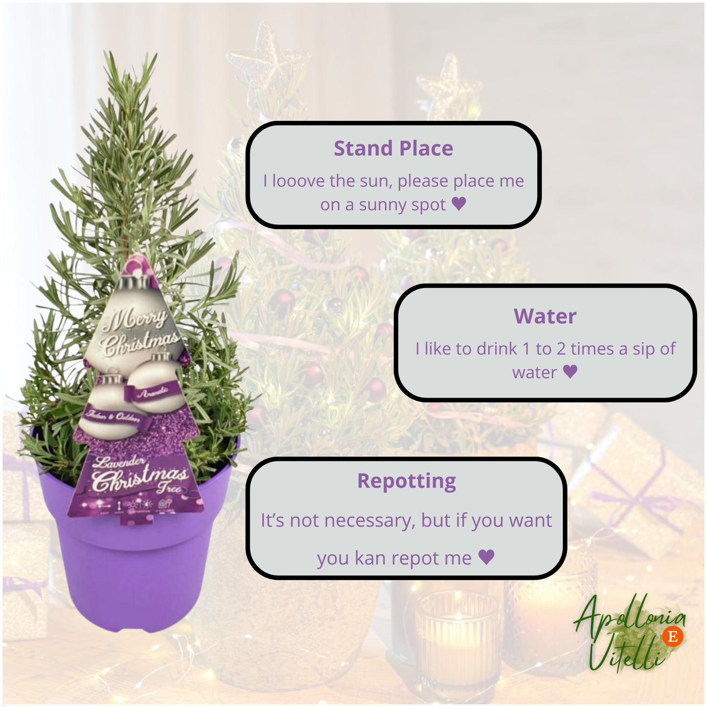 Echte geurende Lavendel Kerstboom - 15 cm Ø - 40-50 cm ↨  - Lavendel