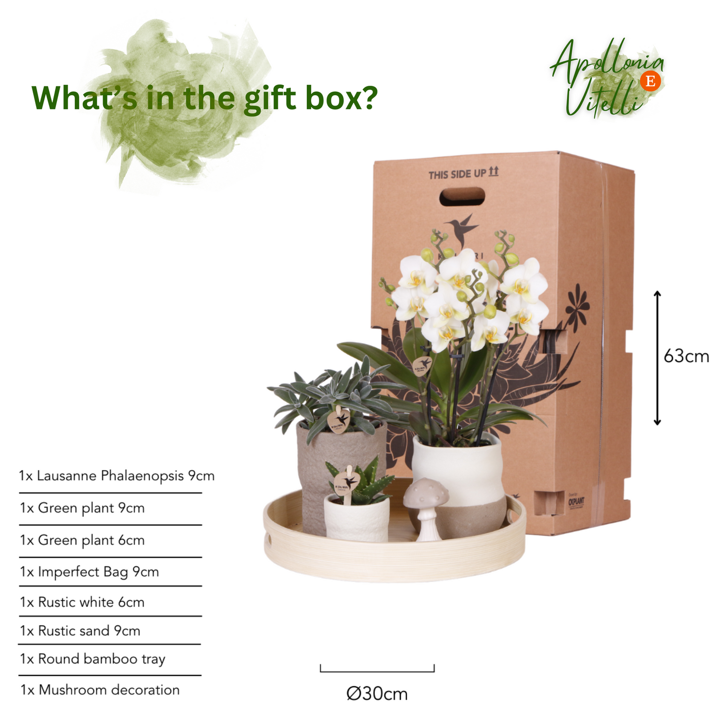 Gift Set Slow Living | Witte Phalaenopsis Orchidee Lausanne en Succulenten incl. keramieken sierpotten