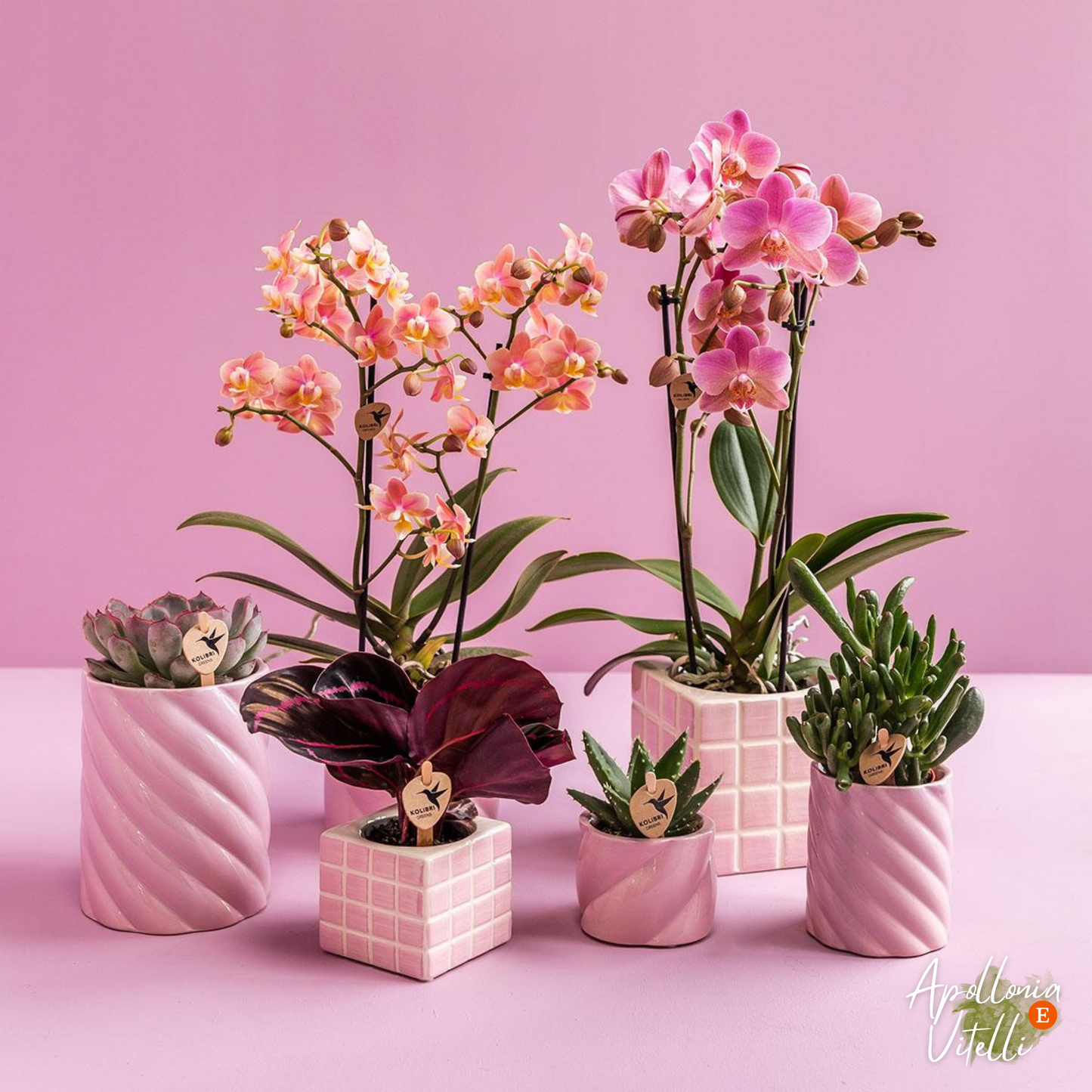 Gift set Colourful Optimism | Plantenset met roze Phalaenopsis Orchidee en Succulenten incl. keramieken sierpotten