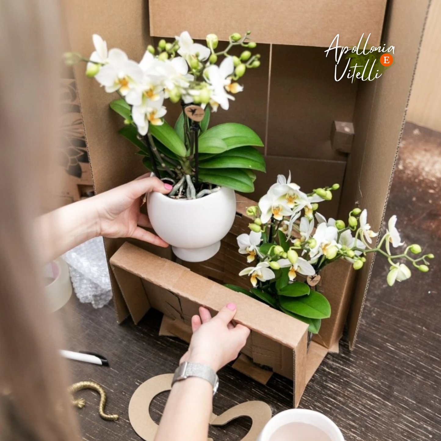 Gift set Untamed Nature | Plantenset met rode Phalaenopsis Orchidee en Succulenten incl. keramieken sierpotten