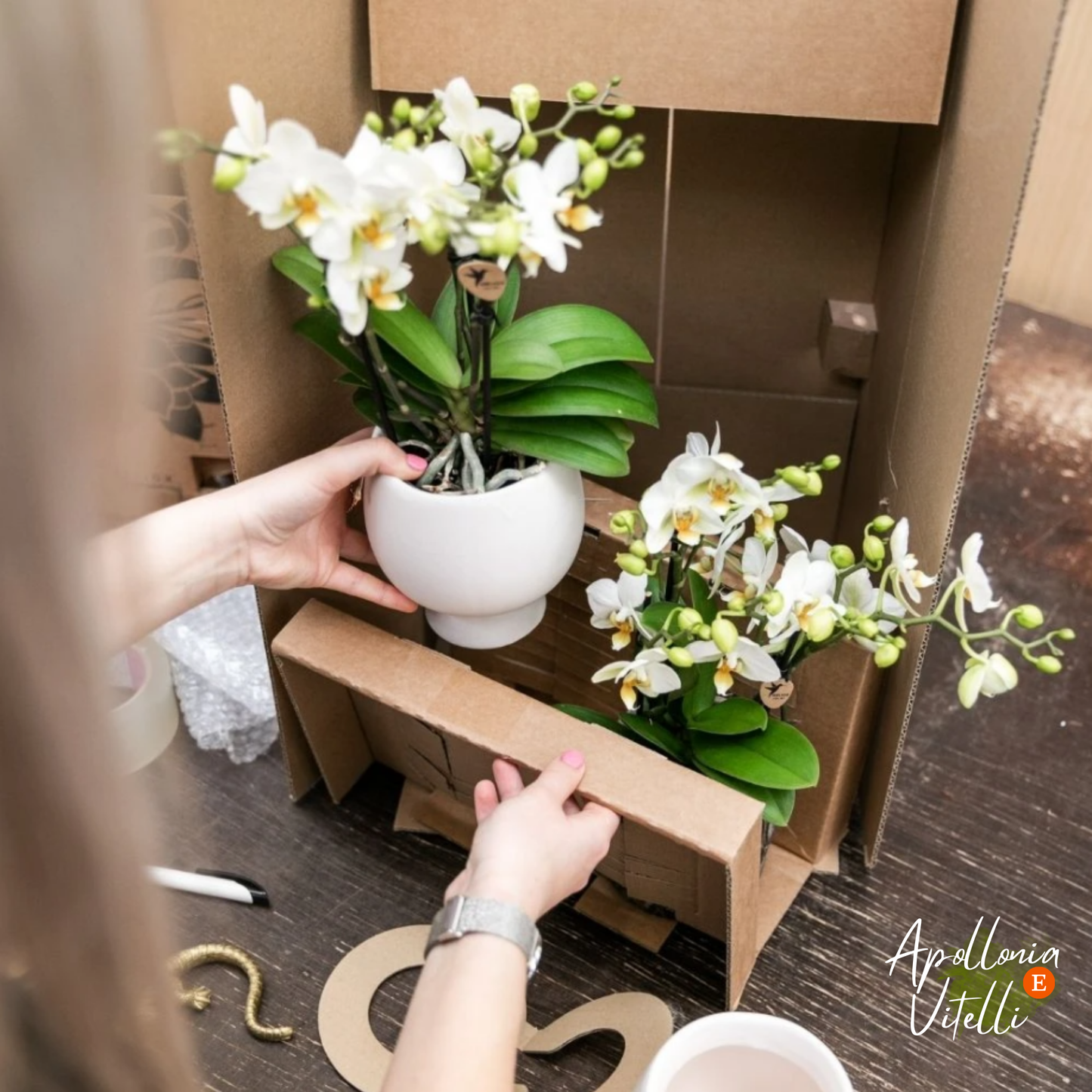 Gift Set Slow Living | Witte Phalaenopsis Orchidee Lausanne en Succulenten incl. keramieken sierpotten