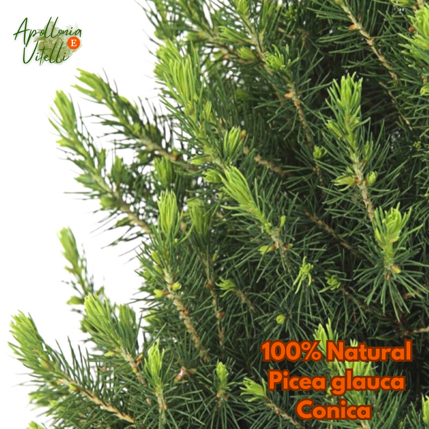 Kleine Kerstboom in Kerstmis sierpot - 70 cm - Picea Glauca Conica - Star lighting including batteries