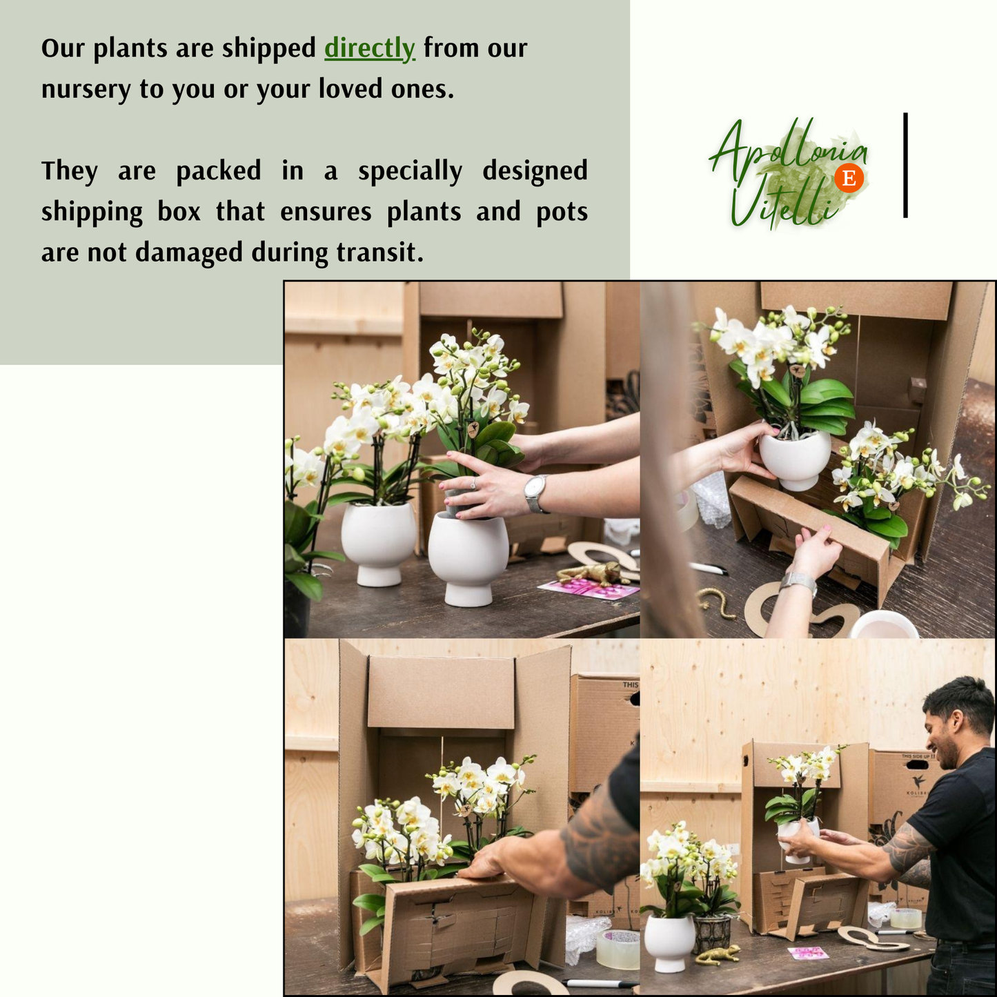 Gift set Citrus Plantenset met gele Phalaenopsis Orchidee en Succulenten incl. keramieken sierpotten