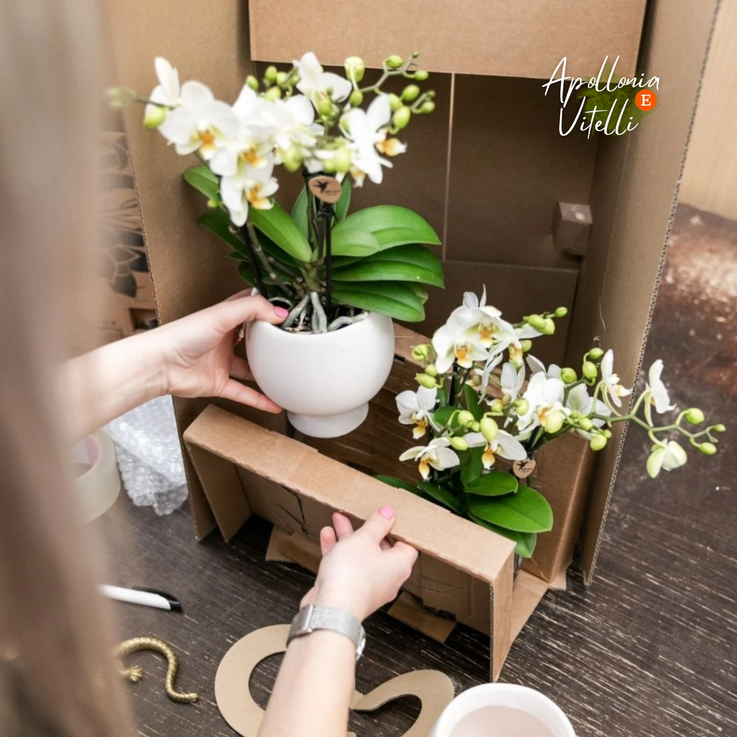 Gift set Hotel Chic| Plantenset met paarse Phalaenopsis Orchidee en Succulenten incl. keramieken sierpotten